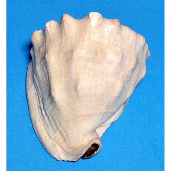 Queen Helmet Seashell Horned Gulf Conch Elaborate Opening 5" X 4" VGC! #A - Picture 5 of 10